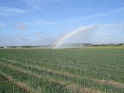 Watering the Irisses